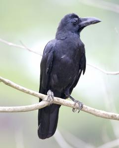 Corvus levaillantii