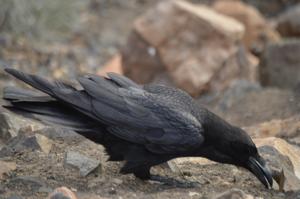 Corvus corax tingitanus