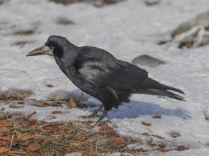 Corvus frugilegus