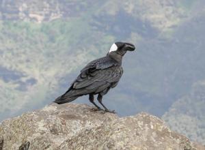 Corvus crassirostris