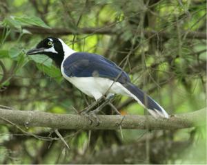 Cyanocorax mystacalis
