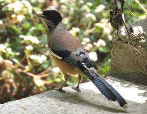 Garrulus lanceolatus