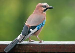 utils/thumbs/Corvidae/Garrulus_UW2Vqxbf4ggcn79tedi99P.jpg