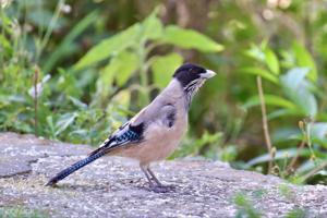 Garrulus lanceolatus