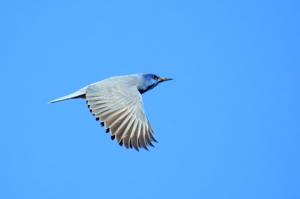 Gymnorhinus cyanocephalus