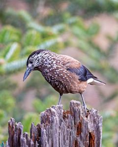 Nucifraga caryocatactes