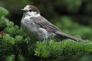 Perisoreus canadensis obsculus