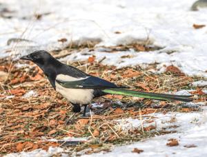 Pica pica hemileucoptera