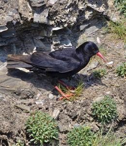 Pyrrhocorax pyrrhocorax
