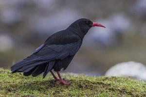 utils/thumbs/Corvidae/Pyrrhocorax_ima6wHMy8gG9PeZ3NTKCtG.jpg
