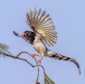 Urocissa erythroryncha