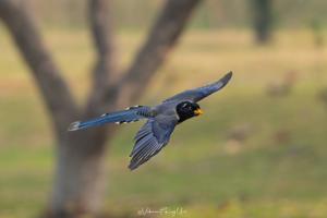 Urocissa flavirostris