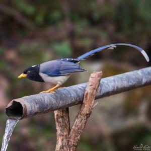 Urocissa flavirostris