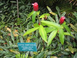 utils/thumbs/Costaceae/Costus_kehdiD35ijvrZwif4PVjZD.jpg