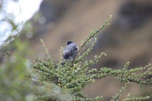 Ampelion rubrocristatus