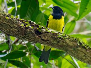 Carpornis cucullata