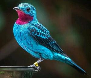 utils/thumbs/Cotingidae/Cotinga_ZLTuWjuuTf4pKx8PAP7KUw.jpg
