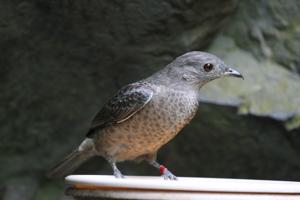 Cotinga cayana