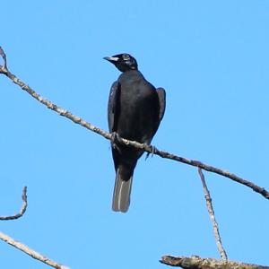 Gymnoderus foetidus