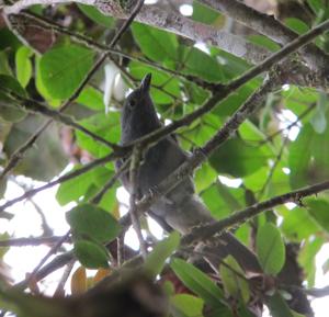 utils/thumbs/Cotingidae/Lipaugus_mcMadwhw5FKR2r3bJgLeUu.jpg