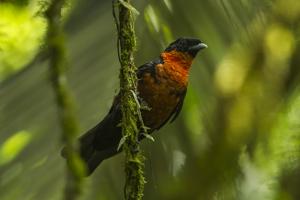 utils/thumbs/Cotingidae/Pyroderus_8BnaLGkWQtrgttxDcESxD5.jpg