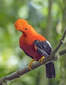 utils/thumbs/Cotingidae/Rupicola_PsrxAPkW9sSdqQGPpQjhKD.jpg