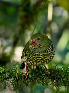 utils/thumbs/Cotingidae/_7dfEdyL76XRKNURYQ6d9B5.jpg