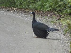 utils/thumbs/Cracidae/Aburria_ciHebtUbPeJJqNcHSuymLm.jpg