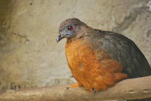 Chamaepetes goudotii