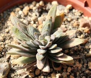 Crassula nudicaulis var. nudicaulis