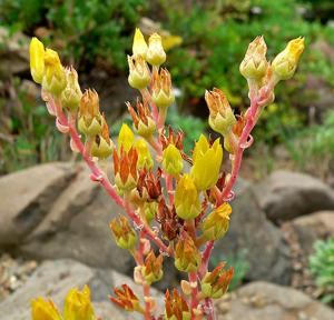 Dudleya caespitosa