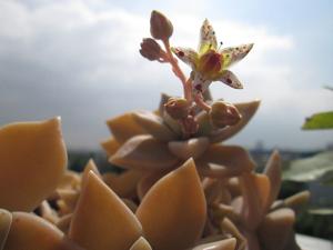 Graptopetalum paraguayense