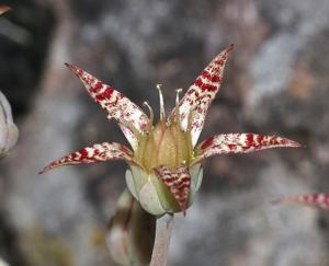 Graptopetalum bartramii