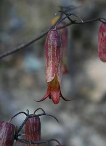 Kalanchoe pinnata
