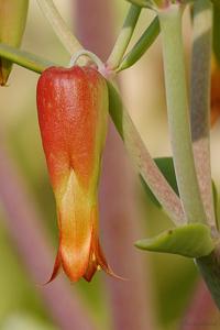 Kalanchoe pinnata
