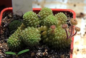Monanthes polyphylla