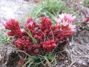 utils/thumbs/Crassulaceae/Sedum_HwfhKxAprftA6pAf8Up96u.jpg