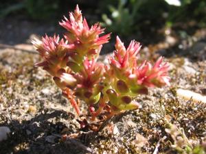 Sedum cespitosum