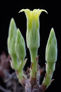Tylecodon viridiflorus