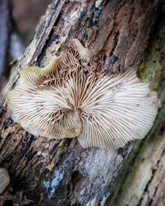 Crepidotus applanatus