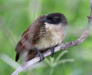 Centropus cupreicaudus