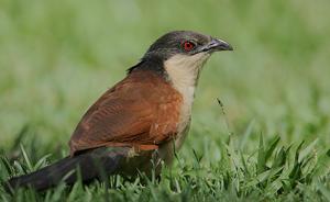Centropus senegalensis