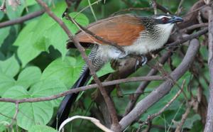 Centropus superciliosus