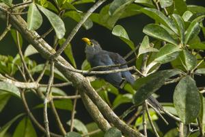 utils/thumbs/Cuculidae/Ceuthmochares_dFvzeodkFmvW8RMs5NpSTb.jpg