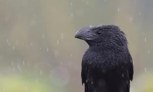 Crotophaga sulcirostris