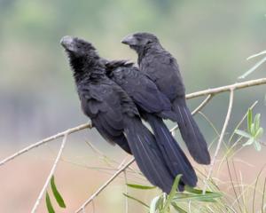 Crotophaga ani