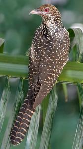 Eudynamys scolopaceus
