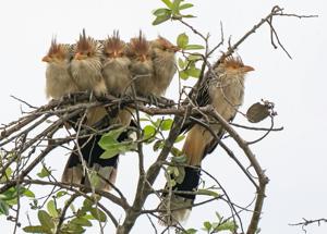Guira guira