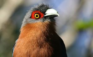 Phaenicophaeus curvirostris