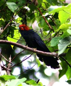 utils/thumbs/Cuculidae/Phaenicophaeus_GRUZuvFVhJqSzarY63AuLp.jpg
